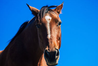 Horse standing against blue sky