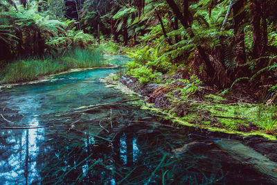 Scenic view of river amidst trees in forest