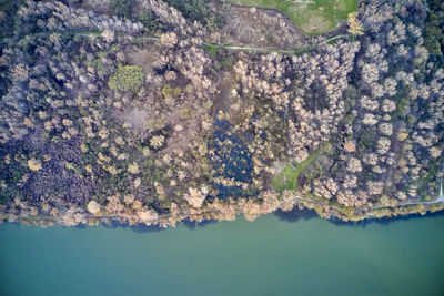 High angle view of trees in a lake