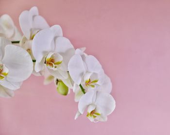 Soft focused white orchids on pink background. copy space