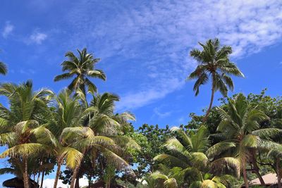 Low angle view of palm trees against blue sky