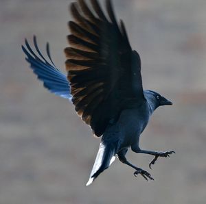 Close-up of raven with spread wings