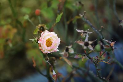 Close-up of pink flowering plant