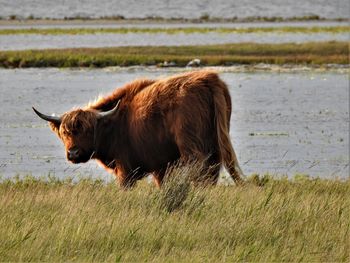 View of a horse on field