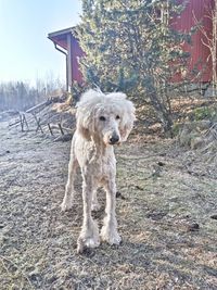 Dog standing on field