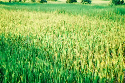 Full frame shot of crops on field