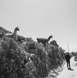 People walking on land against clear sky