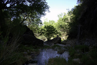 Scenic view of river amidst trees in forest against sky