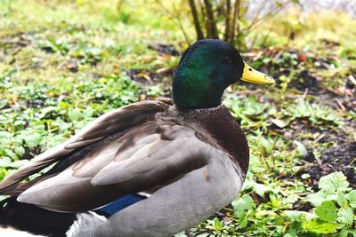 Close-up of a duck on field