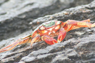 Close-up of lizard on rock