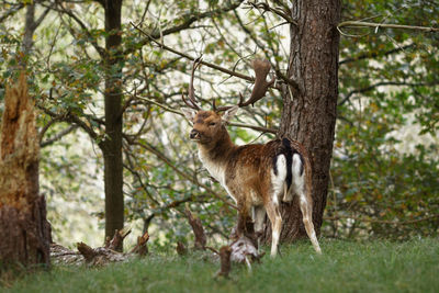 Portrait of a squirrel on tree trunk