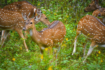 Deer in a field