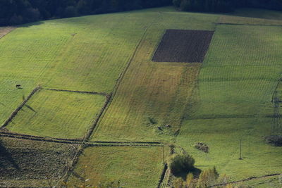 Scenic view of agricultural field