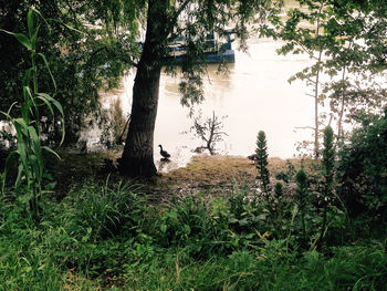 Scenic view of river amidst trees in forest