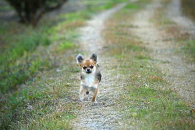 Portrait of dog on ground