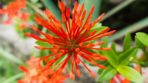 Close-up of red flower