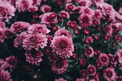 Close-up of pink flowering plants