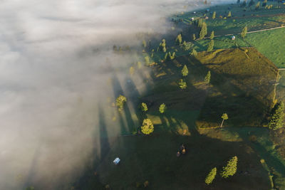 High angle view of leaves floating on lake