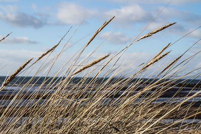 Close-up of plants at beach