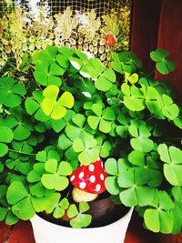 Close-up of heart shape leaf on plant