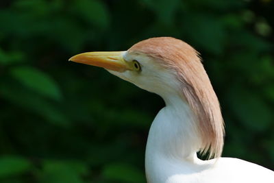 Close-up of a bird