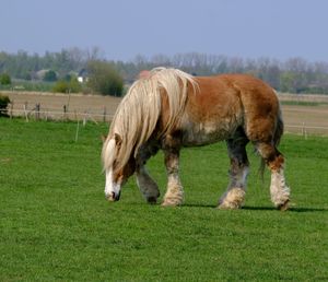 Horses grazing in a field