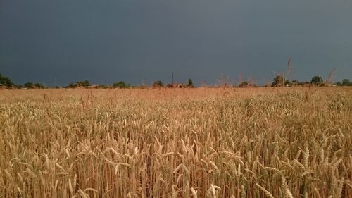 Crop on field