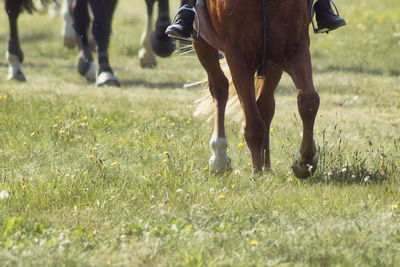 Low section of people riding horse on field