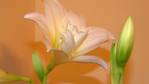 Close-up of flowering plant