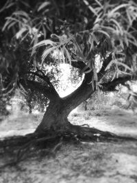 Close-up of tree trunk