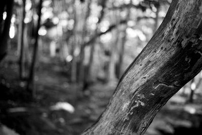 Close-up of tree trunk in forest