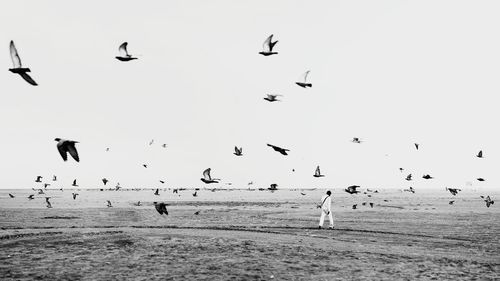 Flock of birds flying over beach