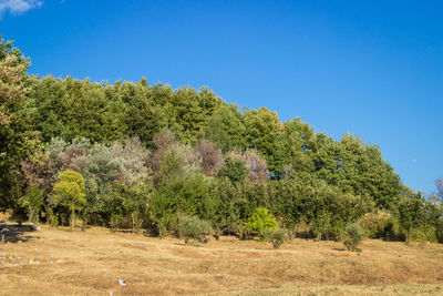 Trees on field against clear blue sky