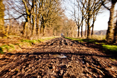 Close-up of road amidst autumn trees