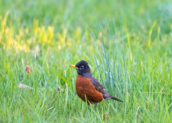 Bird perching on grass