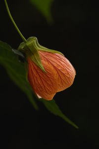 Close-up of red flower against black background