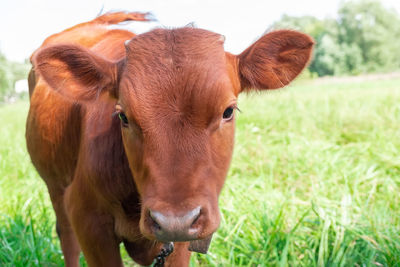 Cow in a field