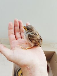 Close-up of a bird perching on hand