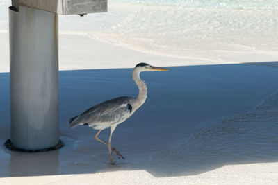 View of a bird on beach