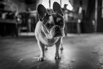 Portrait of a dog standing on floor at home