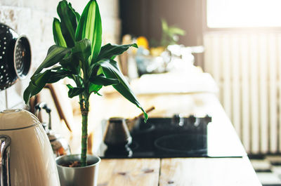 Kitchen work surface, interior elements, scandinavian rustic eco design with the green plant