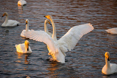 Whooper swans wintering on a lake in the altai territory