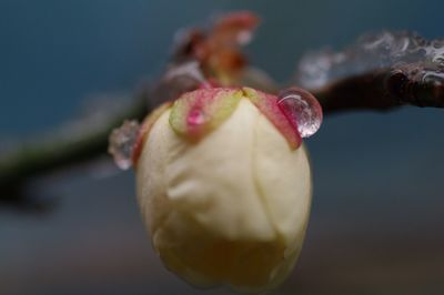 Close-up of flowers against blurred background