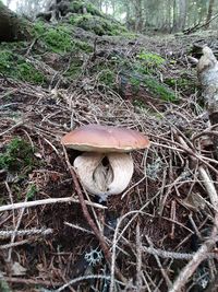 High angle view of mushroom growing on field