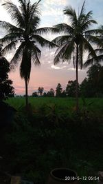 Palm trees on field against sky during sunset