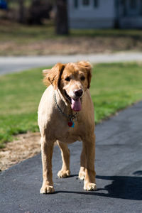 Portrait of dog