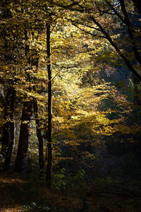 Trees in forest