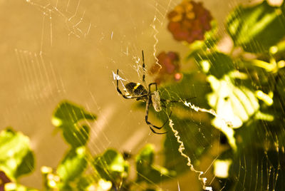 Close-up of spider on web