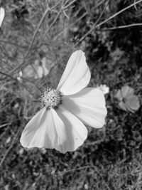 Close-up of white flower on field