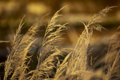 Close-up of wheat growing on field